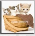 /album/photo-gallery-canvas-uri/decoratiuni-de-perete-canvas-lc-0529-jpg/